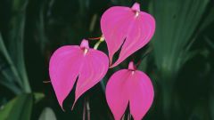 Tapeta Nature Flowers 678.jpg